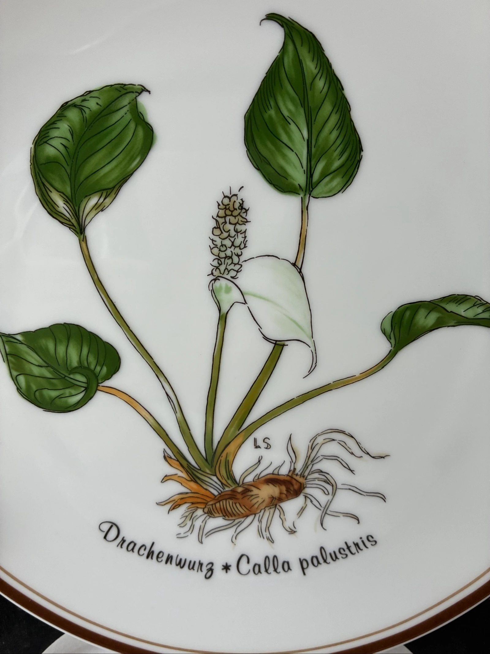 Vintage Placa de Parede Rosenthal Loki Schmidt 1978 – Raiz do Dragão – photo 2